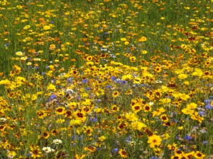 golden flowers at olympic park