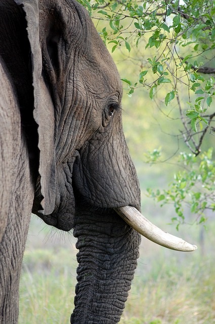 elephant expression